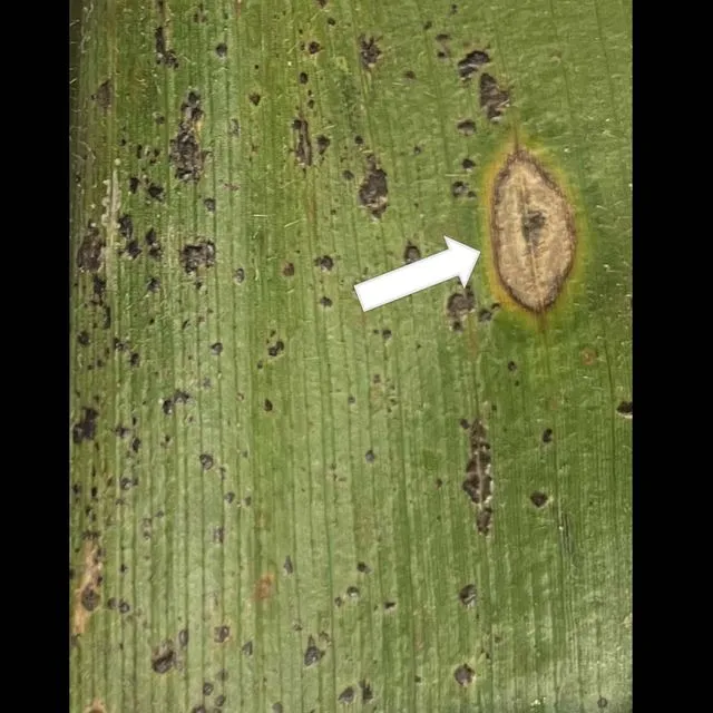 thumbnail for publication: Tar Spot of Maize in Florida